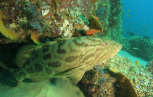 Gray Line Los Cabos5