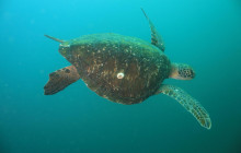 Gray Line Los Cabos7