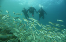 Gray Line Los Cabos9