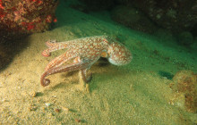 Gray Line Los Cabos10