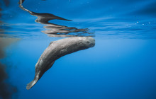 Futurismo Azores Adventures3