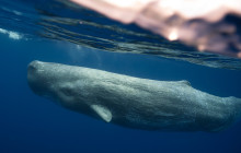 Futurismo Azores Adventures5