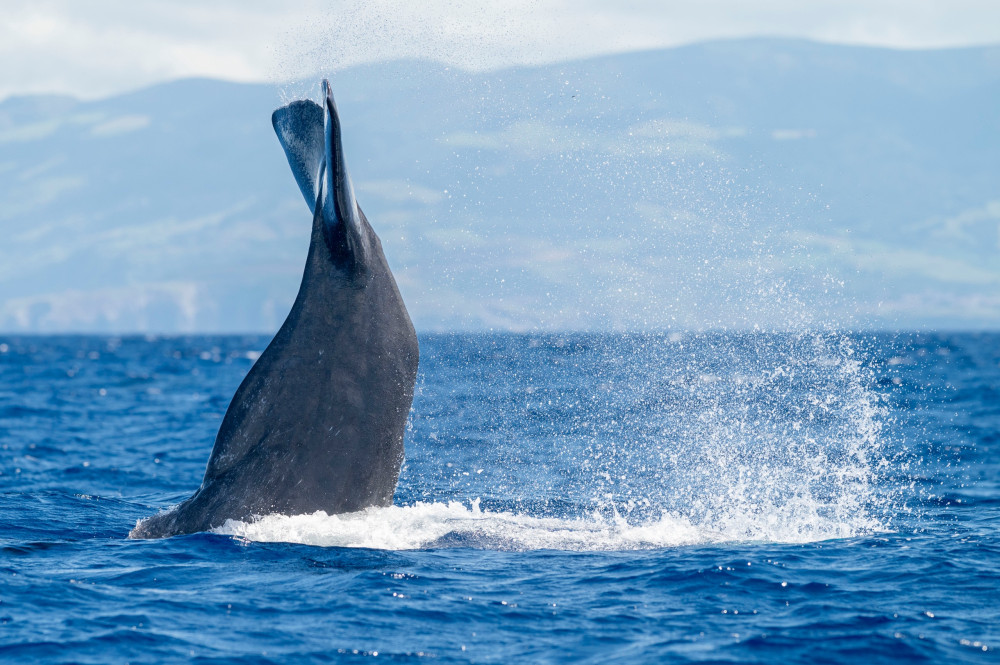 Futurismo Azores Adventures