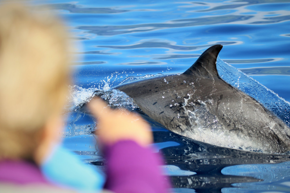 Whale and Dolphin Watching, Lajes do Pico - Half Day