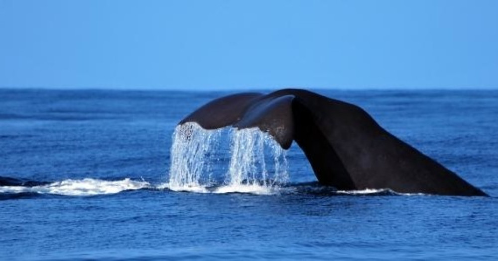 Futurismo Azores Adventures