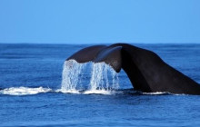 Futurismo Azores Adventures4