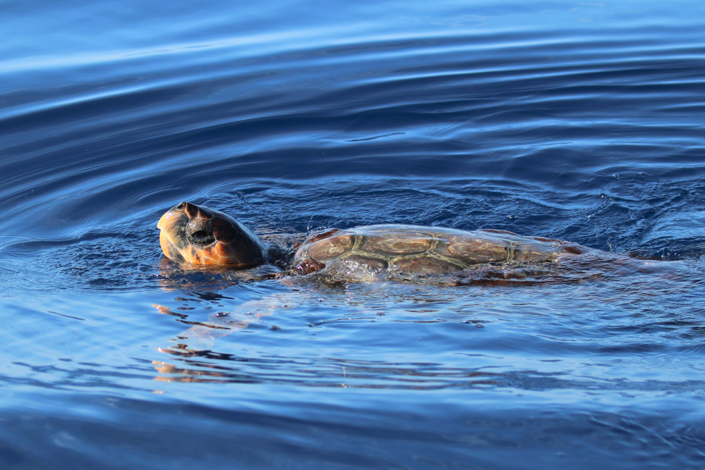 Futurismo Azores Adventures