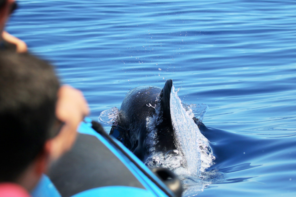 Futurismo Azores Adventures