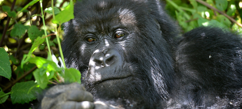 4-Day Uganda Gorilla Trekking Short Break from Kampala