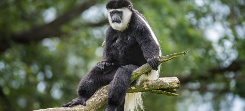 4-Day Uganda Gorilla Trekking Short Break from Kampala