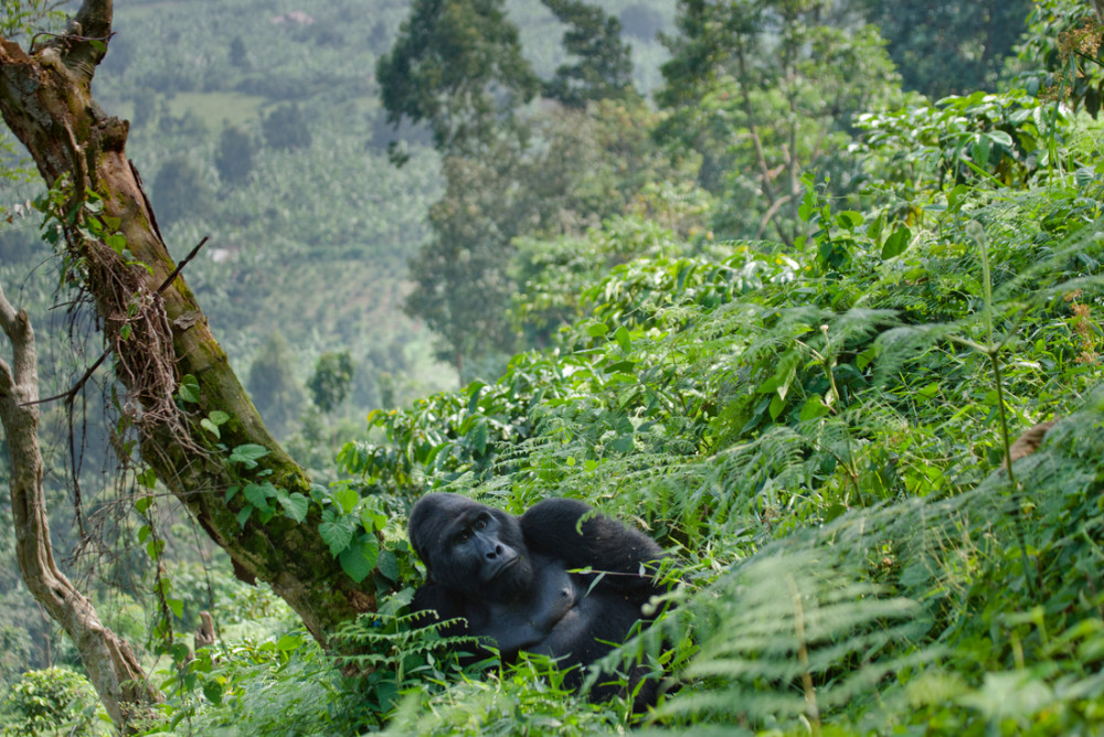 4-Day Uganda Gorilla Trekking Short Break from Kampala