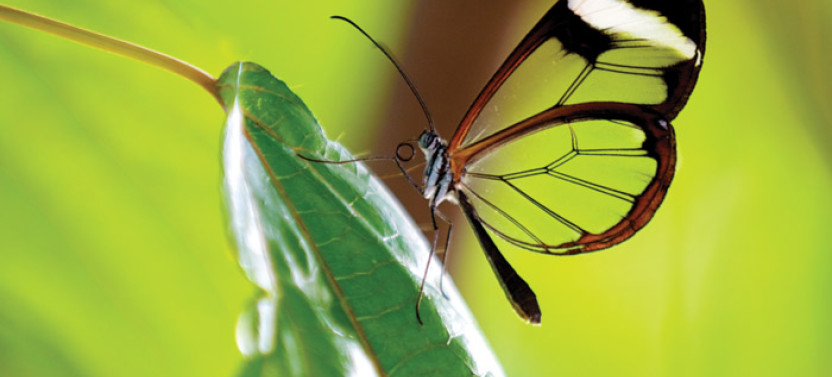 4-Day Ecuadorian Amazon Nature and Wildlife Short Break from Quito