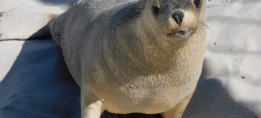 2 Day Kangaroo Island Bushwalking and Wildlife Experience from Adelaide
