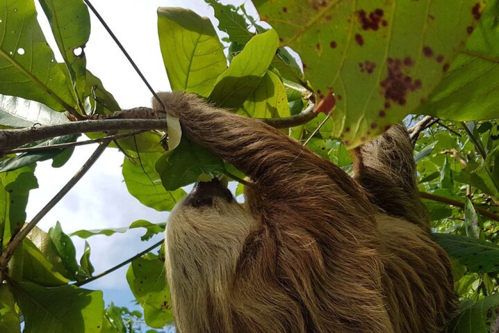 Puerto Limon 6 in 1 Highlights Tour