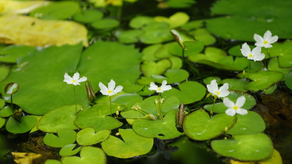 Hunte’s Gardens
