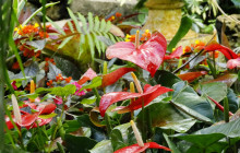 Hunte’s Gardens13