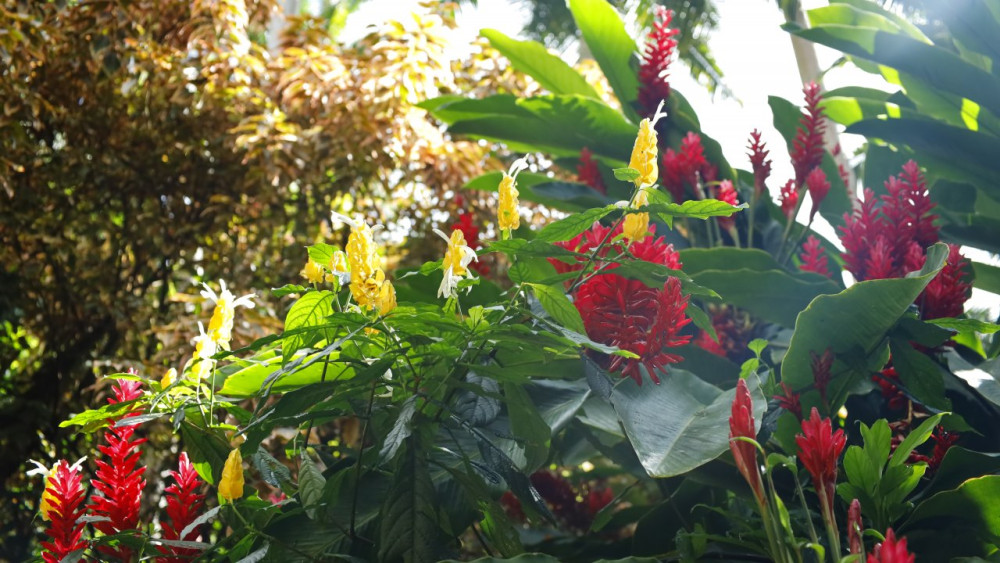 Hunte’s Gardens