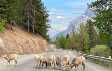 Rocky Mountain Trips Inc.9