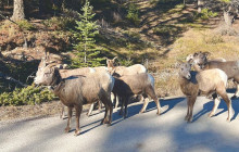 Rocky Mountain Trips Inc.15