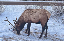 Rocky Mountain Trips Inc.17