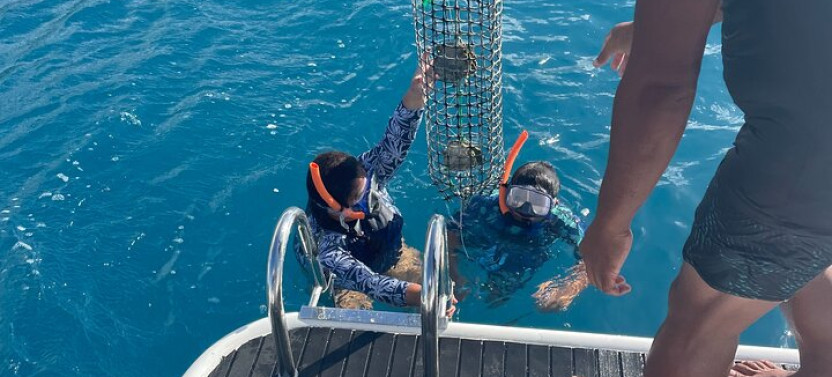 Discover The Black Pearl In Bora Bora With Snorkeling At The Pearl Farm