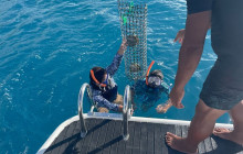 Pearl Farm - Dive for it3