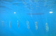 Pearl Farm - Dive for it7