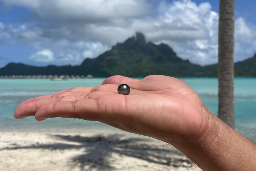 Discover The Black Pearl In Bora Bora With Snorkeling At The Pearl Farm