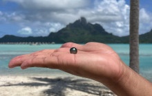 Pearl Farm - Dive for it13