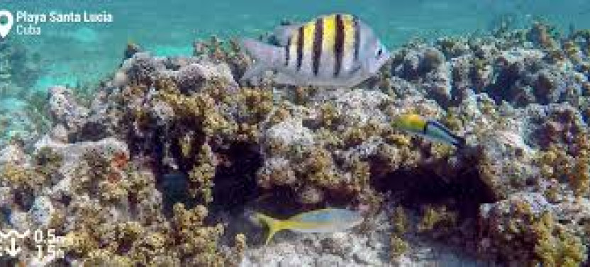 Private St Lucia Snorkeling Tour from Rodney Bay