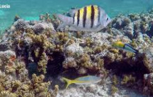 St Lu Taxi and Tours3