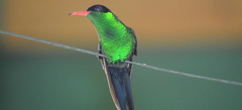 Bird Watching Tour in St Lucia from Marigot Bay