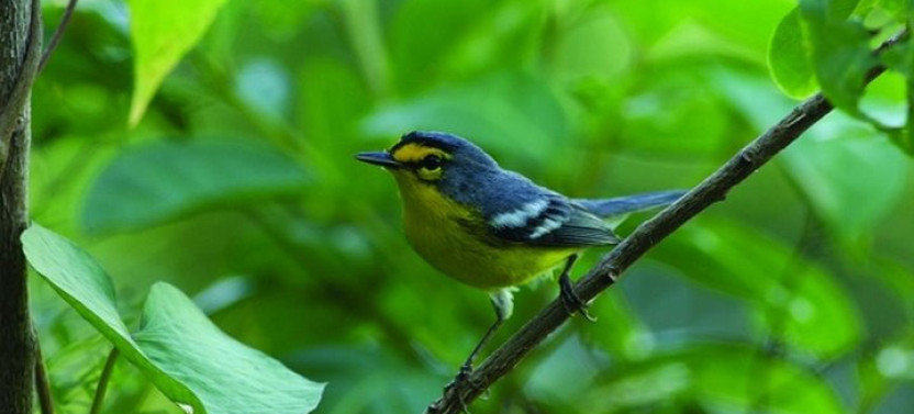 Bird Watching Tour in St Lucia from Marigot Bay