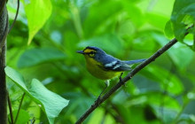 St Lu Taxi and Tours2