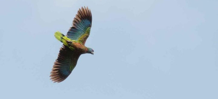 Bird Watching Tour in St Lucia from Marigot Bay