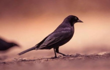 St Lu Taxi and Tours4