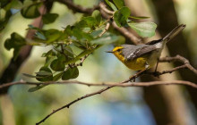 St Lu Taxi and Tours5