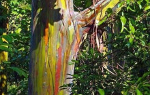 Valley Isle Excursions5