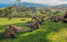 Tours Around Tasmania Pty Ltd1