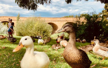 Tours Around Tasmania Pty Ltd4