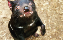 Tours Around Tasmania Pty Ltd7