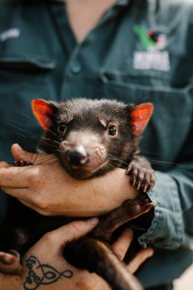 Shore Excursion - Hobart's best in Half a Day