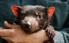 Tours Around Tasmania Pty Ltd8