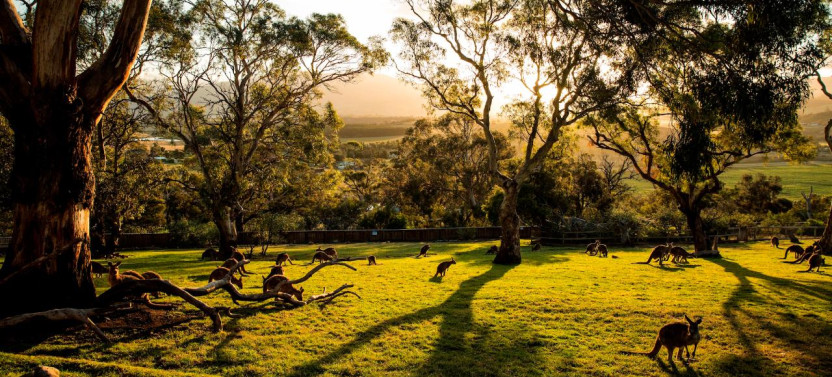 Shore Excursion - Hobart Highlights Day Tour