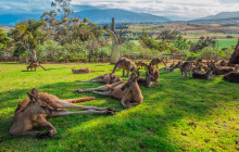 Tours Around Tasmania Pty Ltd5