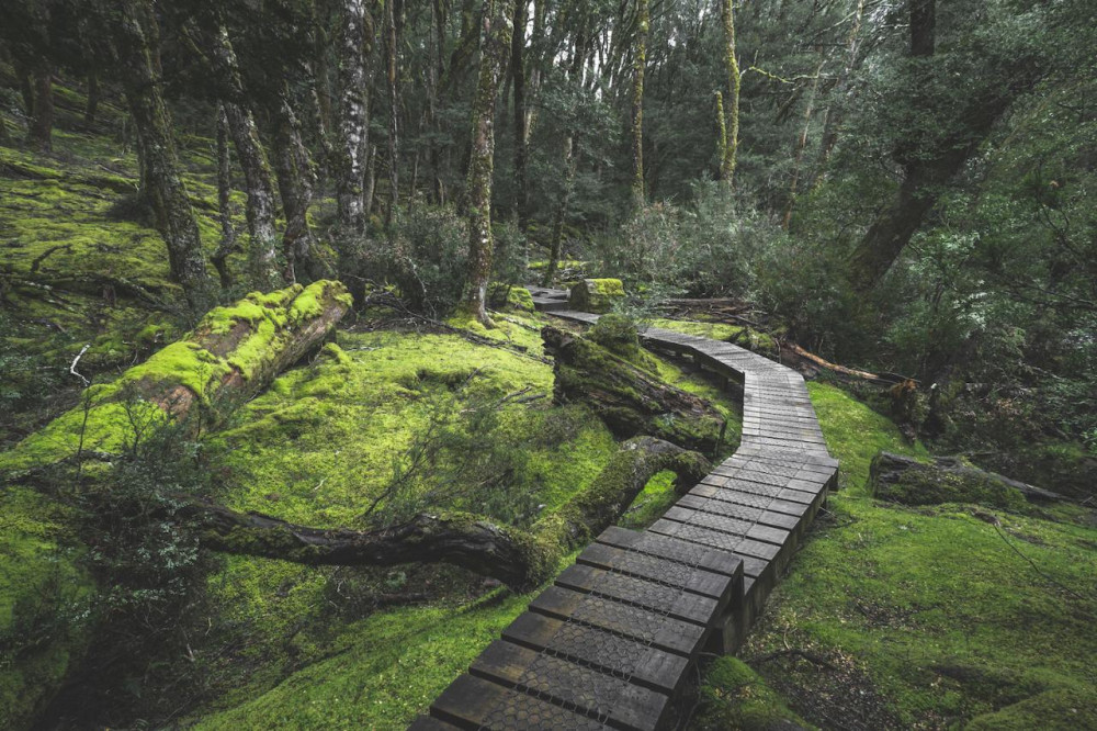Shore Excursion - Cradle Mountain Shuttle Bus (from Burnie)