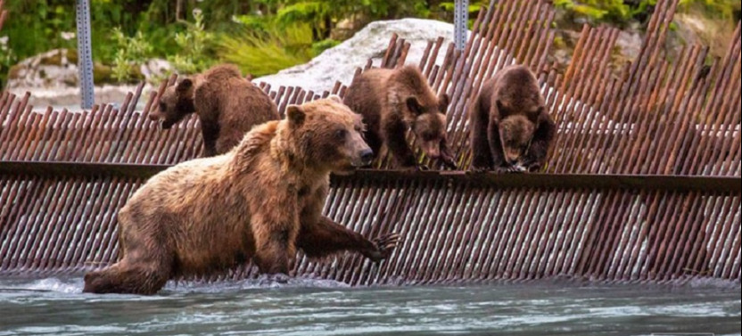 Chilkoot Lake Nature and Wildlife Viewing Excursion from Haines - 4 Hrs