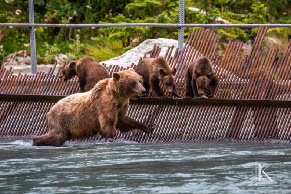 Chilkoot Lake Nature and Wildlife Viewing Excursion from Haines - 4 Hrs
