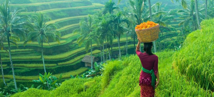 Ubud: Monkey Forest, Rice Terraces & Sacred Temples