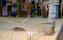 Discova Day Tours and Activities5